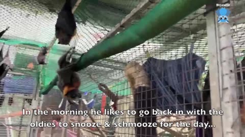 Juvenile flying-fox in care Narnie Tootsie goes to the aviary.mp4