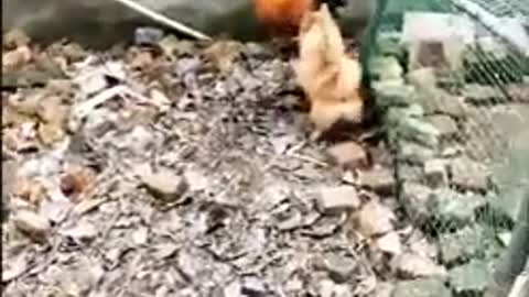 Chicken VS Dog Fight - Funny Dog Fight Video