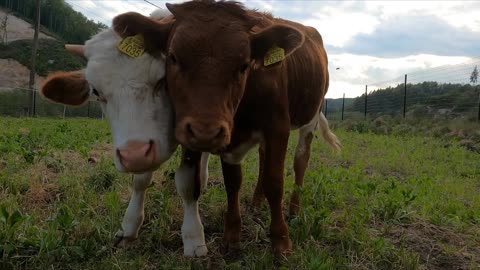 Heifer Cows Feeding On Grass | Exploring how a cow digests its food