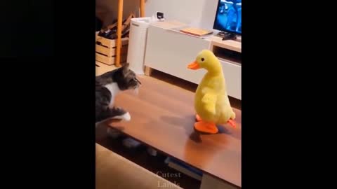 Watch these cats go crazy REALLY FUNNY