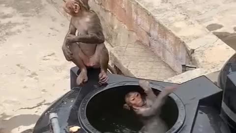 Monkeys dipping into drinking water tank to avoid summer heat