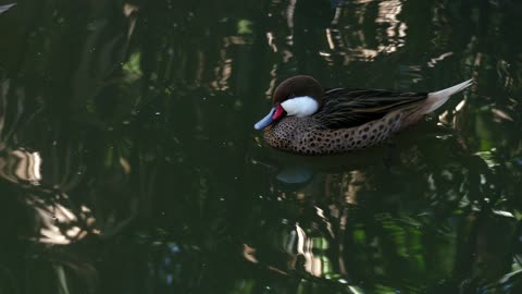 Duck Teal Or Common Teal