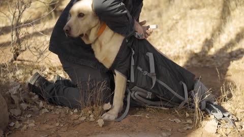 How To Get Your Dog In A Backpack Carrier