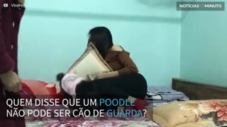 Poodle mostra que pode ser cão de guarda