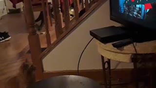 Cat watches Christmas movies..