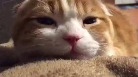 Gorgeous Cute Face Cat