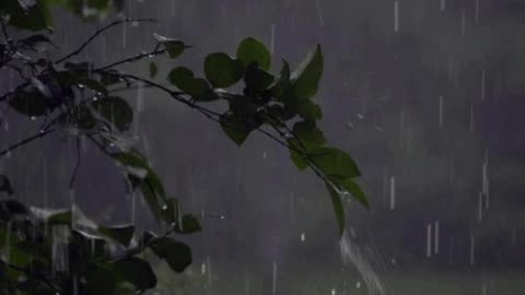 Rainstorm Sounds for Relaxing, Focus or Deep Sleep 3 Hour Video