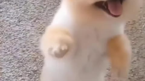 😆Tiny pup can't stop jumping to get food [the hungry puppy]