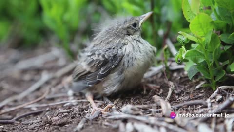 Chasing Light: Sunrise and Sunset Bird Watching