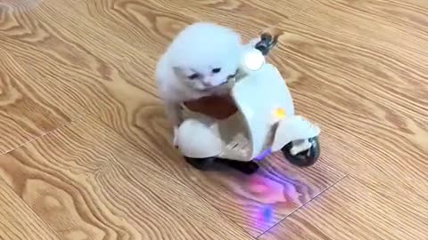 A cute dog is riding a motorcycle❤️