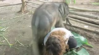 Este elefante bebé adora acurrucarse con su cuidadora