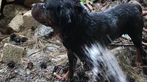 we bathe the rottweiler)