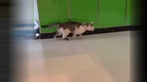 funny walking of this cat