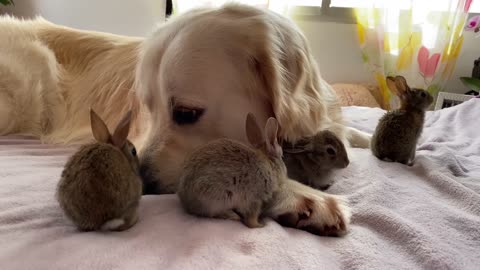 Cute Baby Bunnies think the Golden Retriever is their Mother