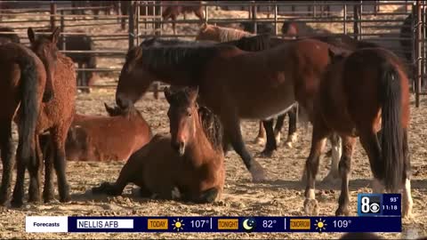 Why are so many wild horses dying at Gov’s bureau of land management holding pens?