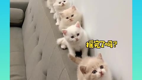 13 cute and funny cat videos compilation