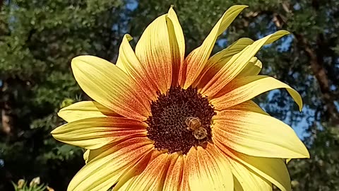 Bees love sunflowers