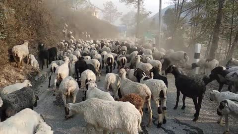 Gang of Sheeps blocking the road 😲😲😲