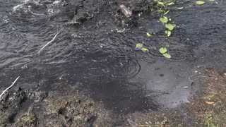 Saving a Bird Stuck in Mud