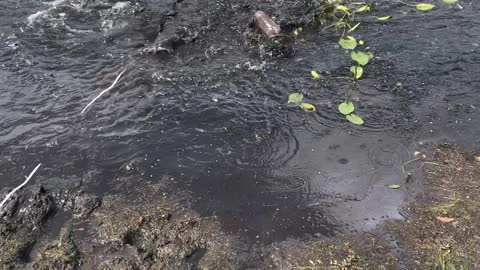 Saving a Bird Stuck in Mud