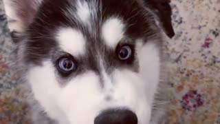 Watermelon is husky puppy's favorite snack