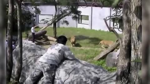 Vicious male lion attacks man only to be saved by fire hose