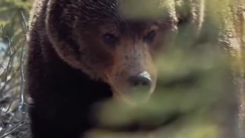 The Boss’ is known to be the largest and most famous grizzly bear in Banff National Park.