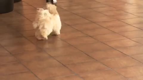 Small white dog throws around silver bowl on tile floor