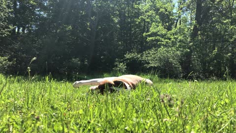 Pitbull rolling in the field on a gorgeous summer morning