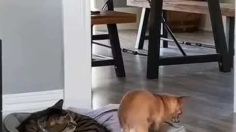 Cute dog and cat !! Funny movement!!