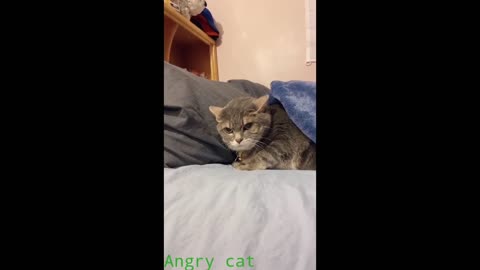 Angry and sad cat