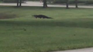 Gator Walks In Paradise