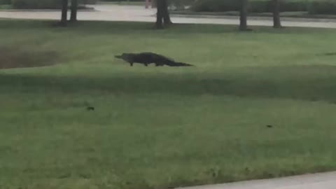 Gator Walks In Paradise