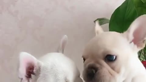 Watch these cute husky puppies be funny try not to laugh