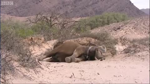 Baby Meets Wild Desert Elephant | Vet Safari | BBC Earth