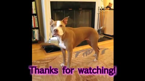 Amazingly Smart Pit Bull performs Fancy Tricks