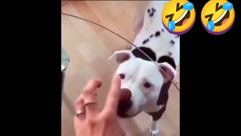 Man try to prank with dog