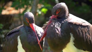 Beautiful black stork