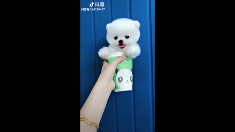 Funny Dog TikTok Puppies Cute and Videos Compilation 2022