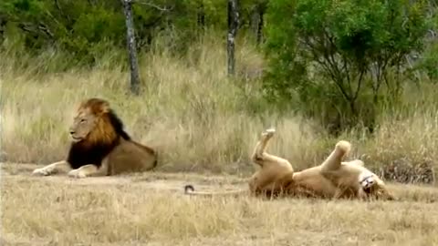 Hilarious! Lioness attempting to lure an uninterested male Lion to mate!