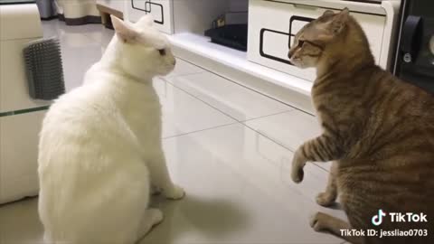 Friendly Wild Cat Politely Asks For Scraps