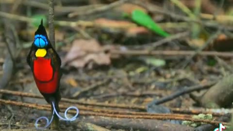 The colourful lovely birds