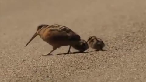 Borb dance | Cool Pets