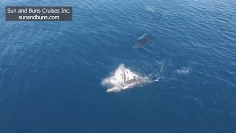 Beautiful Whales from the Drone