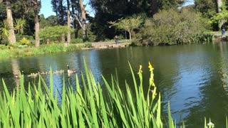 Golden Gate Park1