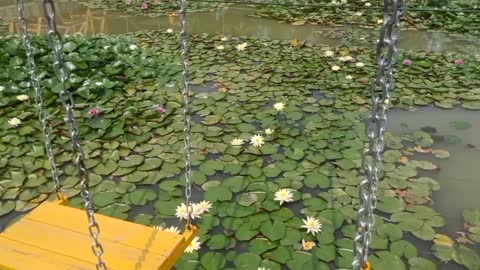 A pond full of lotus flowers.