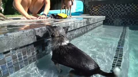 Here is how to teach Your Dog To Swim