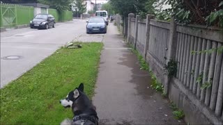 Alaskan Husky visits Soul Mate Siberian Husky