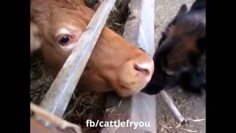 Funny cow video