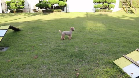 Throwing pine cones for puppy